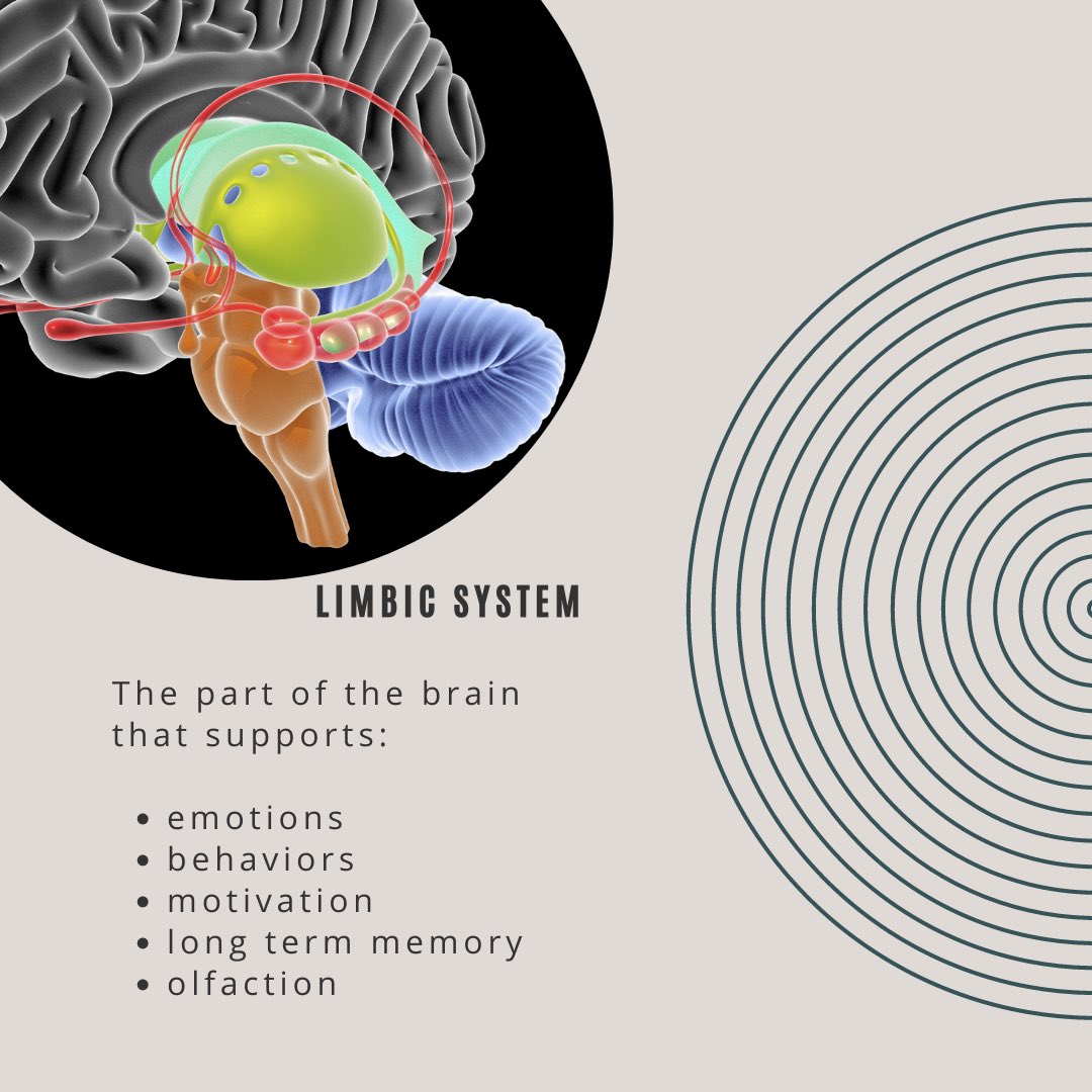 mrbcounseling7's tweet photo. Part1:🧠 Our brains are very complex organs made up of many parts that work together to help us function. 
Addiction affects the way people function. When people use drugs, those harmful substances can cause long term, harmful effects on the brain. #NDAFW #drugandalcoholfactsweek https://t.co/98PZAsCLdN