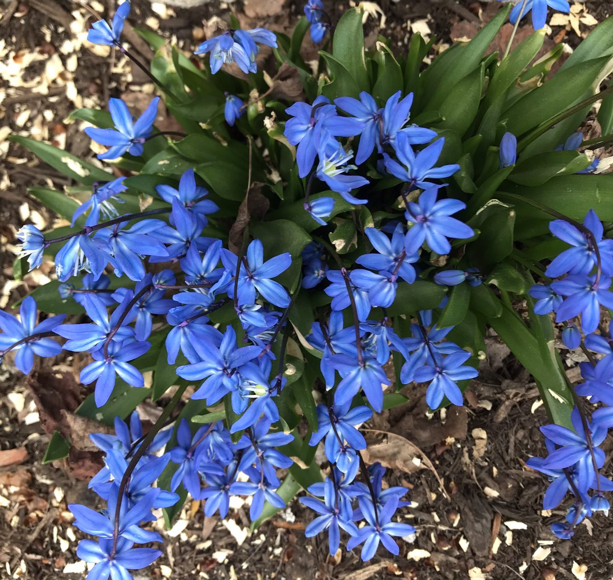 kgburke3's tweet photo. Squills have emerged!             Wish I could smell their delicate aroma!  #squills #hope #flowersoflincolnpark #ThanksCorona #thetimeofthecoronavirus https://t.co/3CzOO2yj00