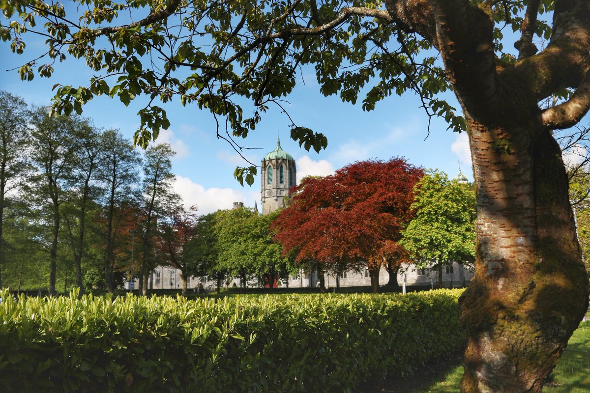 UniOfGalwayHub's tweet image. It&apos;s #NationalTreeWeek2021
 
Our campus is home to @nuigalway biodiversity trail- which houses a diverse range of species &amp;amp; highlights our wonderful woodland areas.  

Take a virtual tour here 👇nuigalway.ie/biodiversitytr…

📸 @ZhangChaosheng 

#NUIGWhatsOn @NUIGsustain @NUIGSU