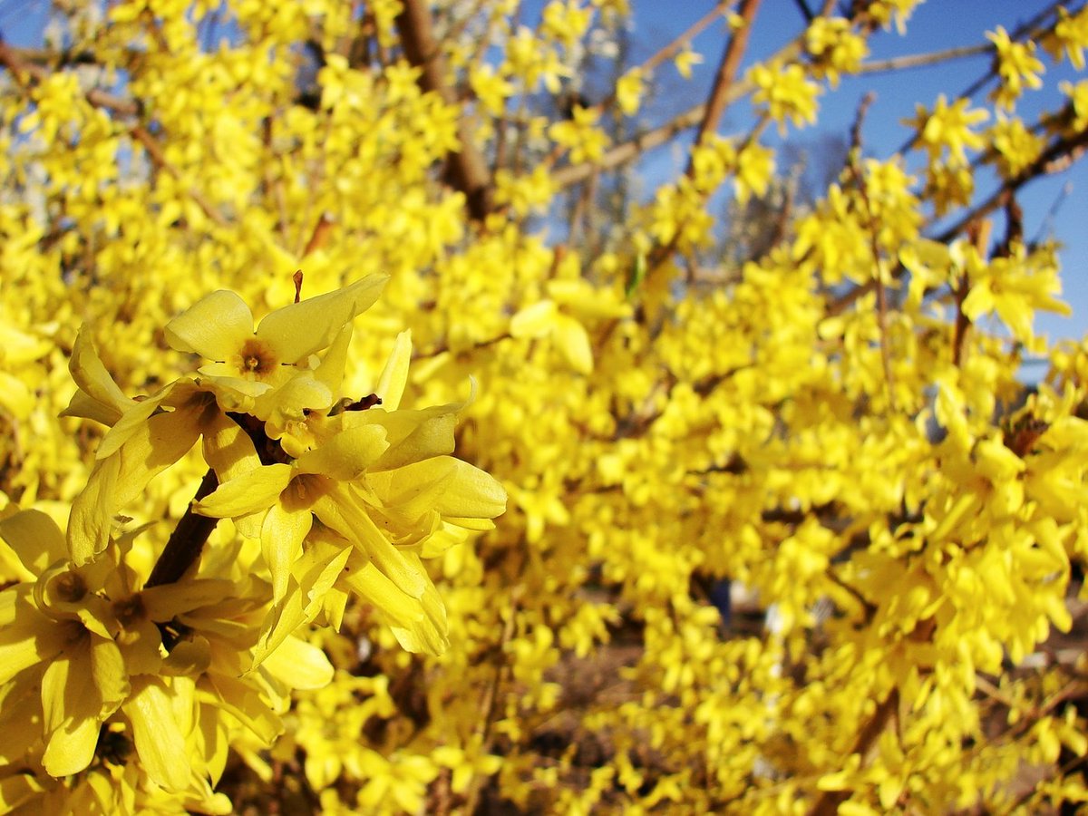 форзиция промежуточная spectabilis (спектабилис). форзиция латынь. форзиция промежуточная lynwood. форзиция (форсайтия). форзиция промежуточная линвуд голд.