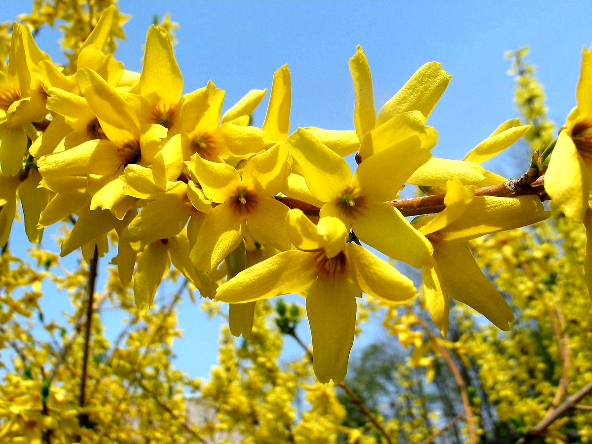 Желтый кустарник название цветущий весной фото. Форзиция Беатрикс Фарран. Форзиция Бетрикс Фарранд. Форзиция джиральда. Форзиция (форсайтия).