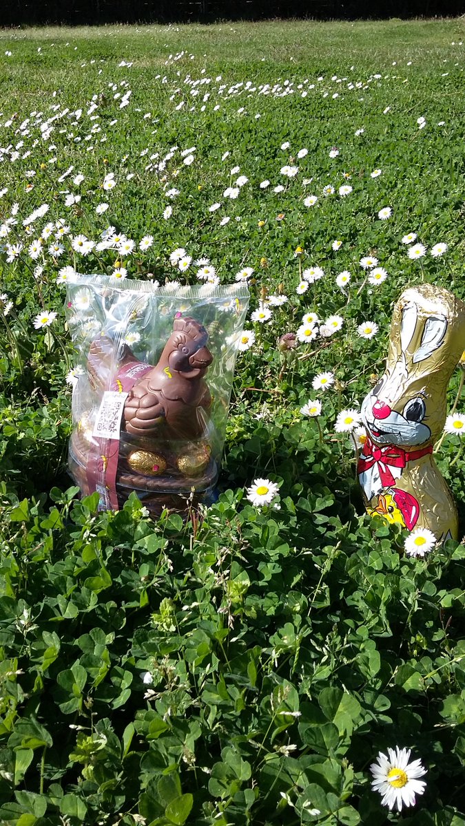 [Fête de Pâques] 🐣🍫😋
Partez à la chasse aux cocottes et lapins en chocolat dans le jardin du gîte Les Pins à Lège-Cap-ferret sur le Bassin d'Arcachon !
Il y en aura pour tous les enfants !
Réservez votre séjour ici ▶ bit.ly/3d6ukEE