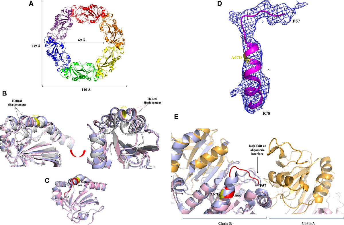 FEBS_Letters's tweet image. Residues of helix α2 are critical for catalytic efficiency of #mycobacterial alkylhydroperoxide reductase subunit C (AhpC)

📝Gerhard Grüber &amp;amp; colleagues @NTUsg 

➡bit.ly/3vUEMro

#WorldTBDay #tuberculosis 
#Mycobacterium #antibioticresistance 
#crystalstructure