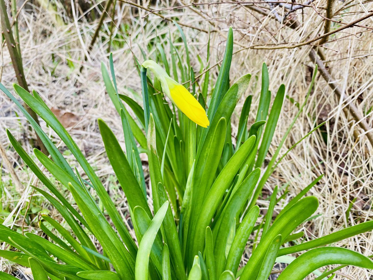 Ondertussen is het 'gewoon' weer #lente geworden. De natuur op #Terschelling komt weer tot leven, maar wij moeten het nog doen met de huidige restricties. Wat dit betekent voor #TOF in augustus en #FFT in november weten we nog niet, maar we blijven in gesprek! #tobecontinued ❤️