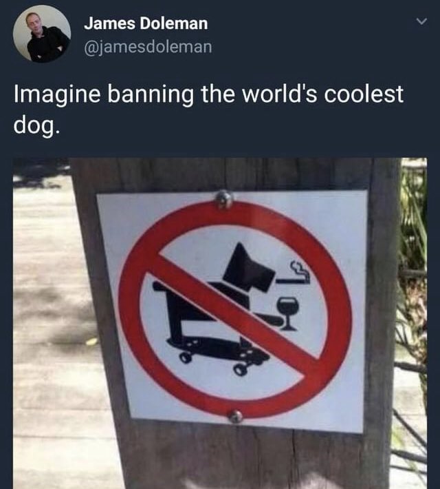 #dog #dogs #doggy #dogsoftwitter #DogsBehavingVeryBadly #doggyandthedogs