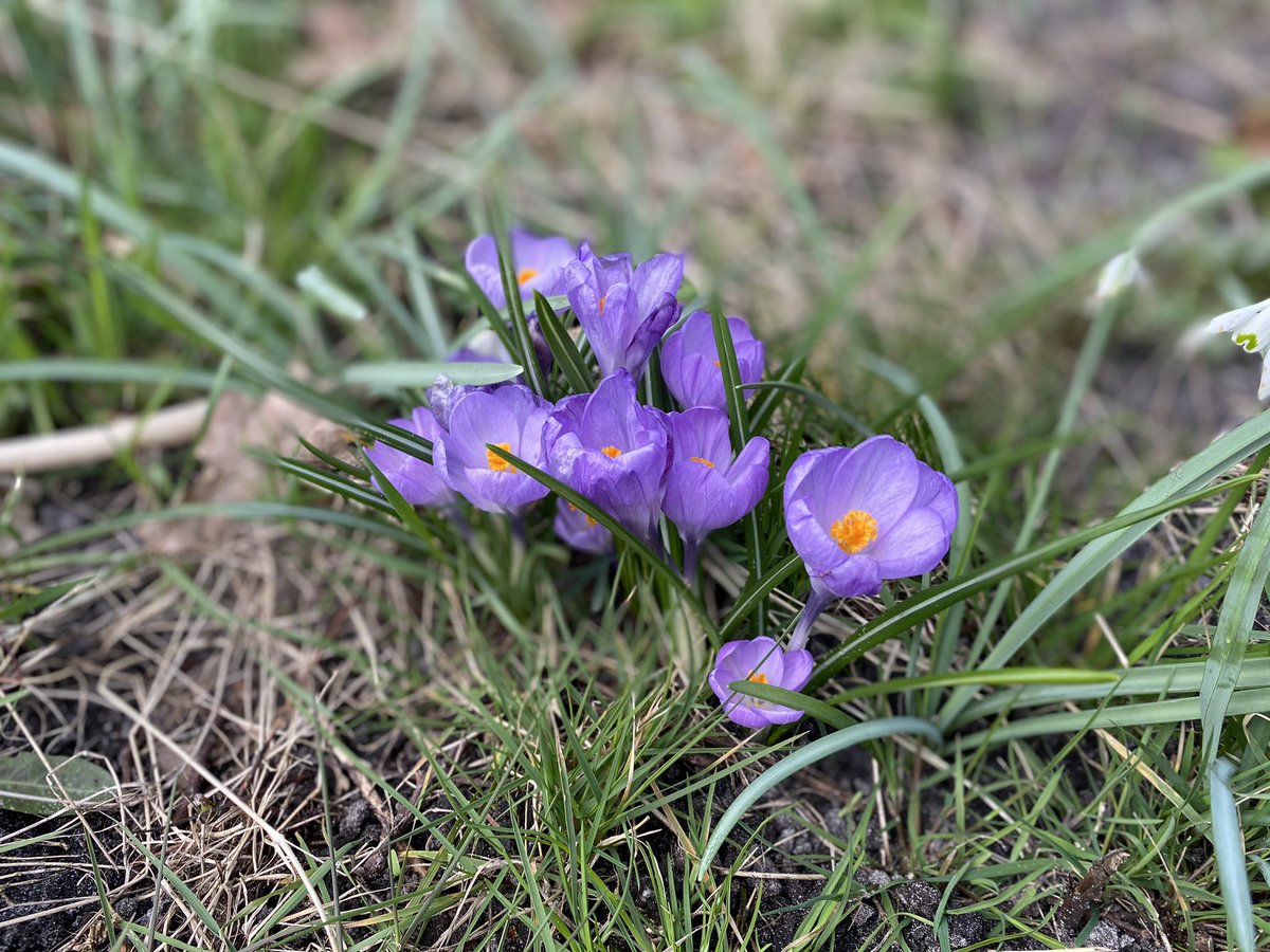 TOFTerschelling's tweet photo. Ondertussen is het 'gewoon' weer #lente geworden. De natuur op #Terschelling komt weer tot leven, maar wij moeten het nog doen met de huidige restricties. Wat dit betekent voor #TOF in augustus en #FFT in november weten we nog niet, maar we blijven in gesprek! #tobecontinued ❤️ https://t.co/Zw9VaMYn2e