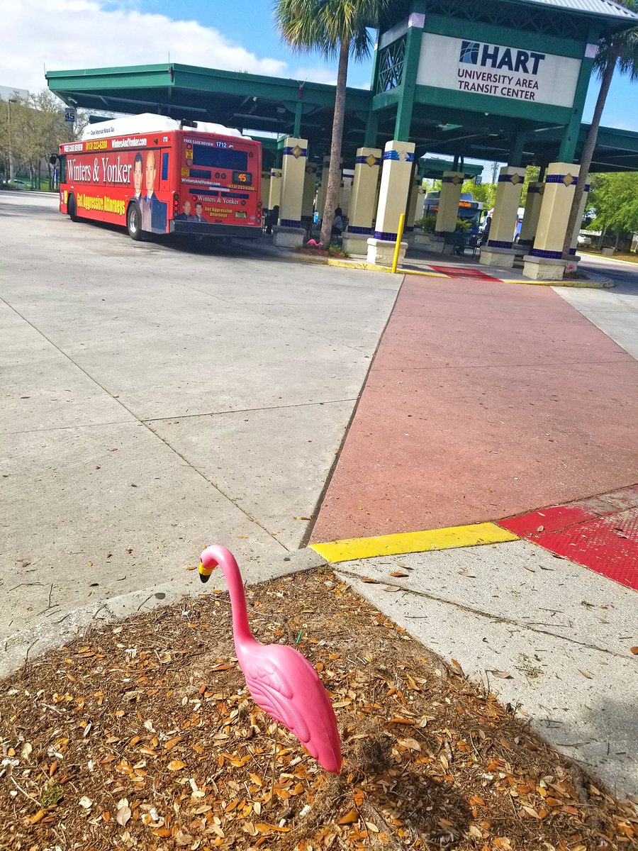 GoHART's tweet photo. FLOCKING OUT 𦩠at the University Area Transit Center! π€
#FlockWeek #JoinTheFlock #FlamingoFares https://t.co/ZALdk0QxIP