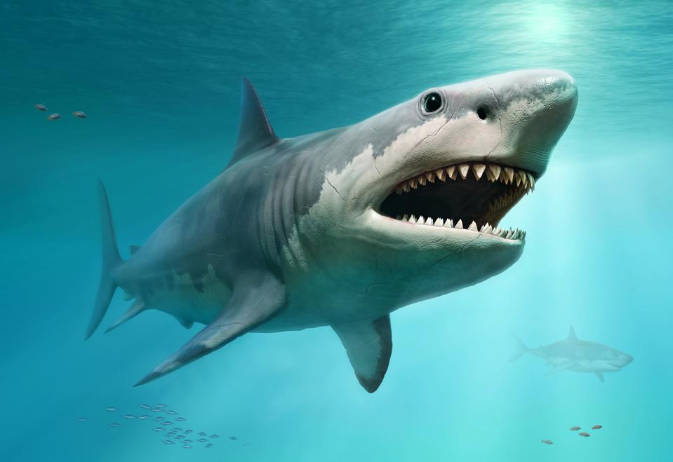 MDScienceCenter's tweet photo. What ever happened to the megalodon? It's extinct, but why? There are still lots of different sharks in the seas, why not megalodon? Check out this video, we found for the answer! #LateNightwithMSC 
#PBSEons

https://t.co/nxXGyYdWDq https://t.co/a9OhGSXE09