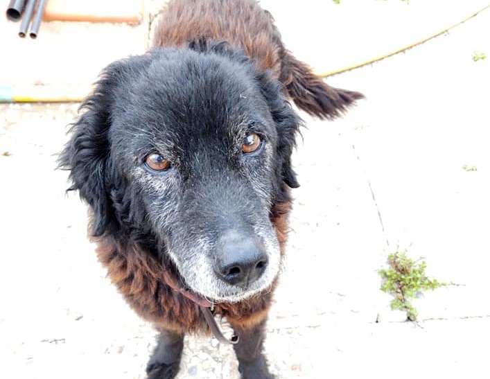 SOS Abuelos tweet media