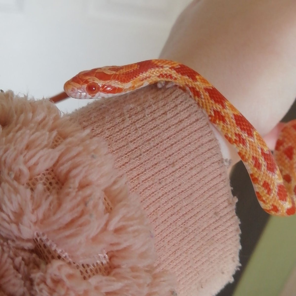 Animals021's tweet photo. Too cute 🥰🥰 https://t.co/rfnQdnkty4