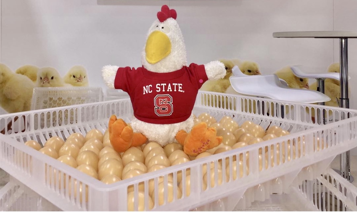 NCStatePDPS's tweet photo. Here's Wolfgang Cluck, our departmental mascot!  Post your pets in their @NCState gear from 11-noon to help us win the next challenge.  Tag us and #GivingPack!  https://t.co/KJ3CJ2gd8d https://t.co/OZxHpOdDoB