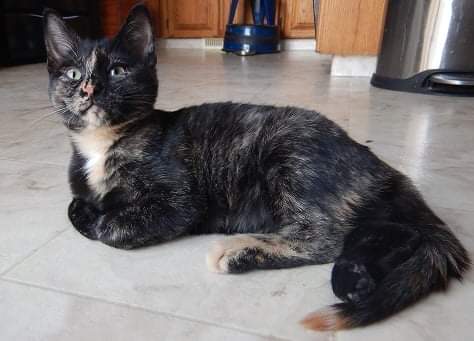 pdctrescue's tweet photo. All of Raven's siblings have found amazing homes but she's still waiting for hers! She's approx 12 wks old, loves to play &amp; snuggle with her foster brother. She's an adventurous girl, she loves to explore places that she's never been (like the inside of a dishwasher!) 
#medhat https://t.co/Zy23K4pyVx