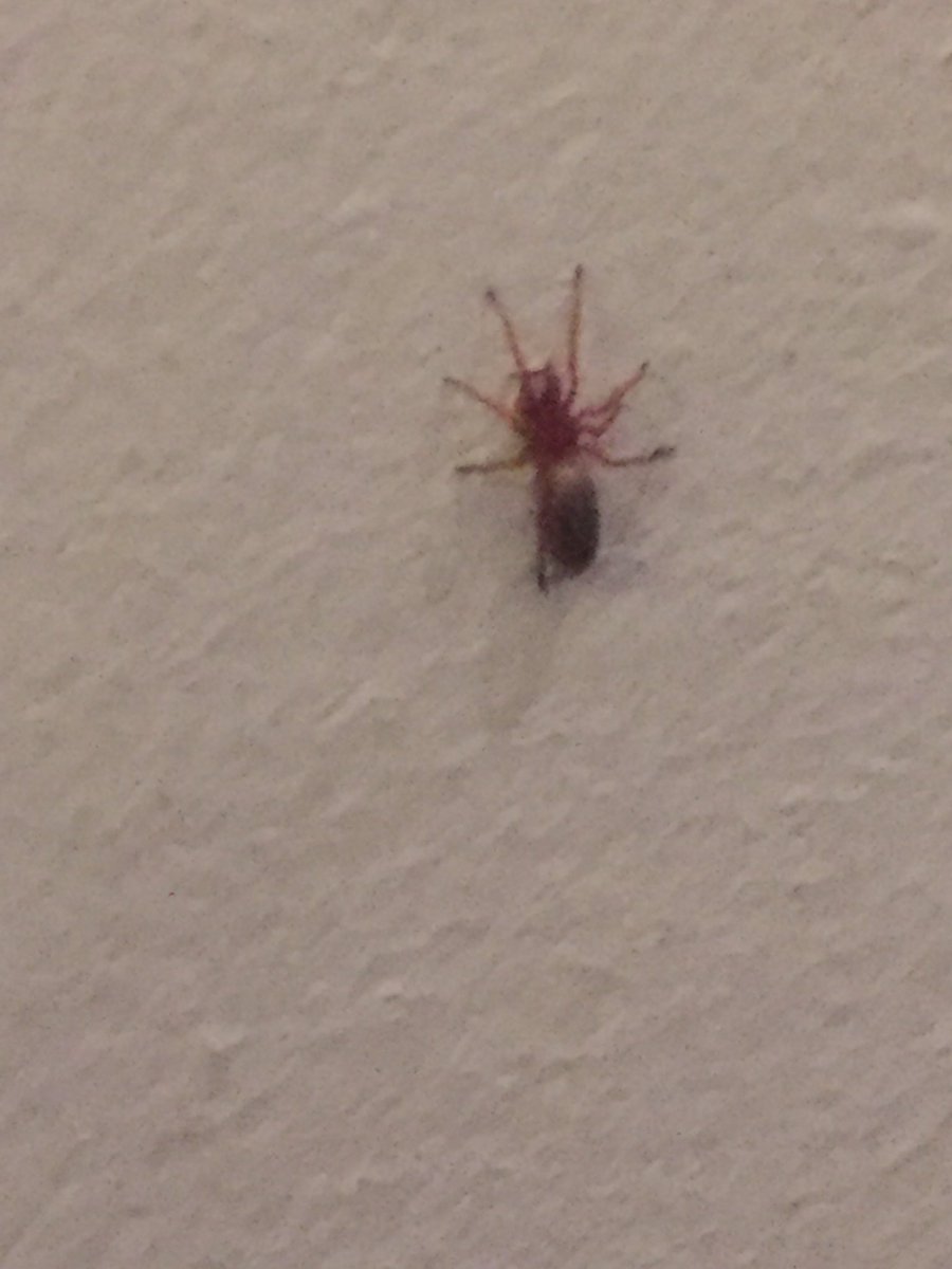 luisjo90's tweet photo. Hola @Arachno_Cosas me encontré con éste bichito en mi casa. ¿Qué es, es de importancia médica?. Saludos. https://t.co/kaxr737Don
