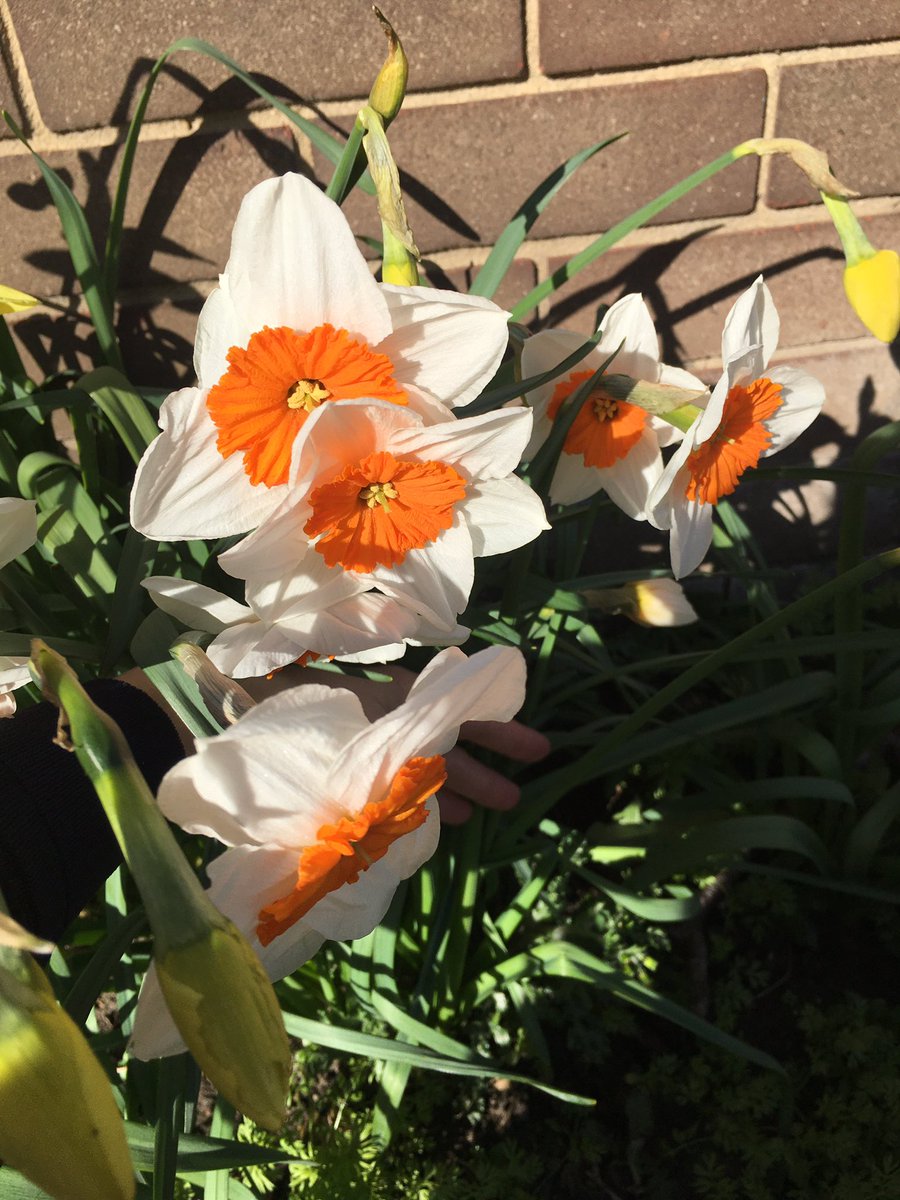 CastlesideSch's tweet photo. Carole, our dinner supervisor, has been busy planting bulbs all around school. Look at our beautiful signs of #spring ☀️ https://t.co/4piVaOl29o