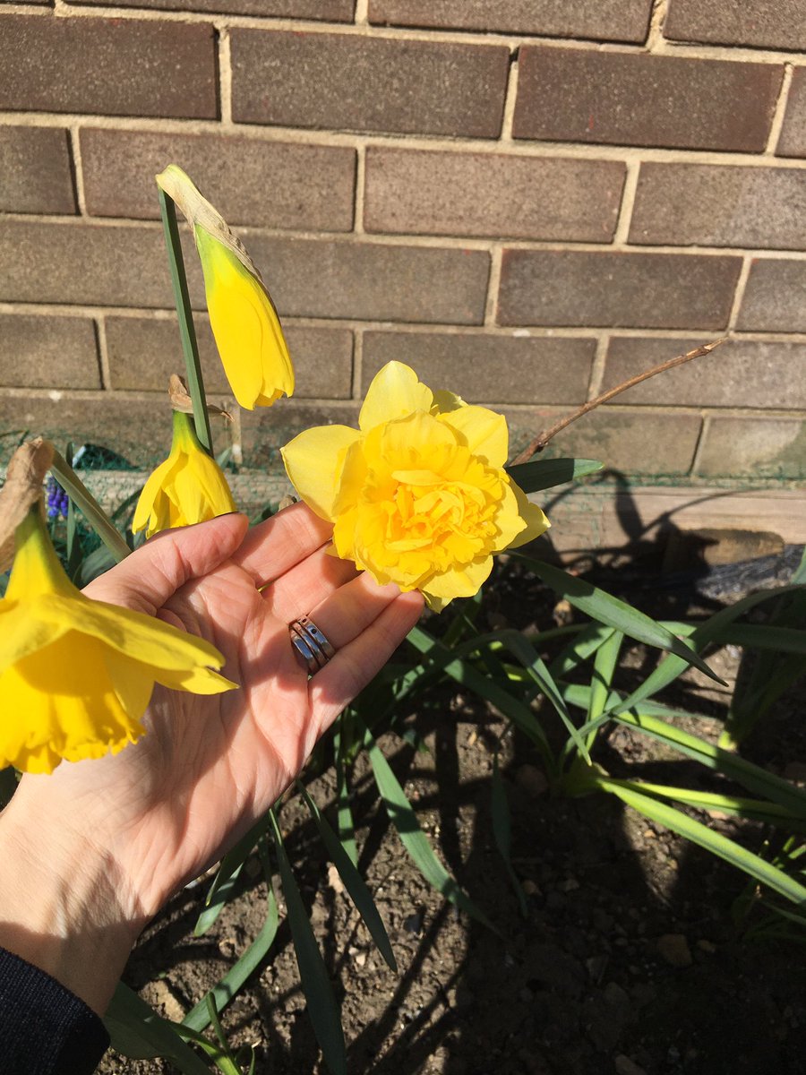 CastlesideSch's tweet photo. Carole, our dinner supervisor, has been busy planting bulbs all around school. Look at our beautiful signs of #spring ☀️ https://t.co/4piVaOl29o