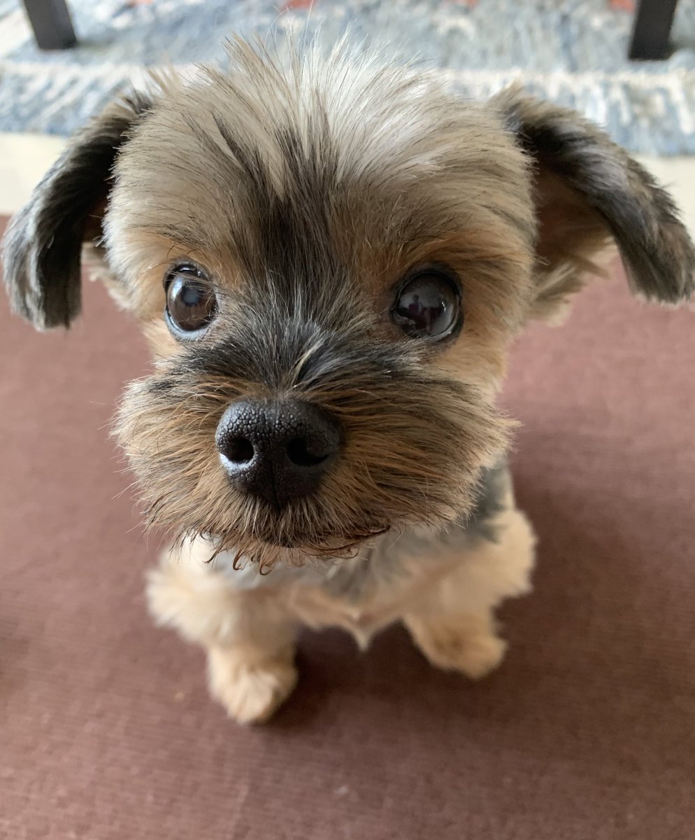 かわいいお犬の写真がリプライに集まったこの世の楽園 ドッグツリー が最高で見ていると幸せになれる 2ページ目 Togetter かわいいお犬の写真がリプライに集まったこの世の楽園 ドッグツリー が最高で見ていると幸せになれる 2ページ目 Togetter