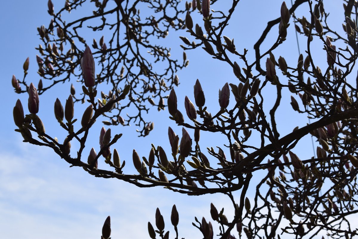 KWS_Westwood's tweet photo. Pupils @KWS_Westwood are being challenged over Easter to record three things for which they are grateful each day and to review how they feel. Grateful for the beauty on our campus and the space in which to play under blue skies #MindfulMarch #SpringGlory #Magnolia https://t.co/FCP0qQ1HFi