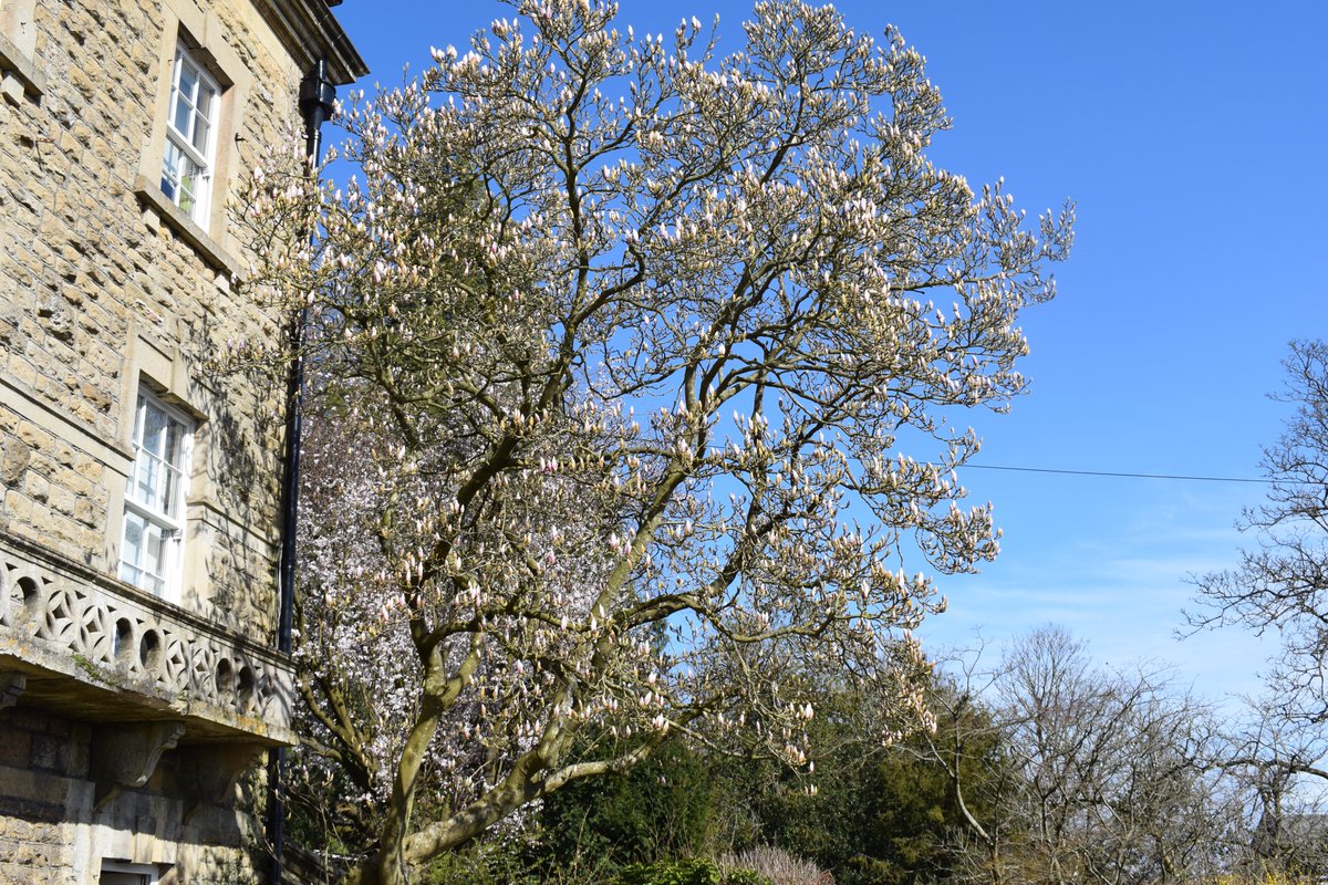 KWS_Westwood's tweet photo. Pupils @KWS_Westwood are being challenged over Easter to record three things for which they are grateful each day and to review how they feel. Grateful for the beauty on our campus and the space in which to play under blue skies #MindfulMarch #SpringGlory #Magnolia https://t.co/FCP0qQ1HFi