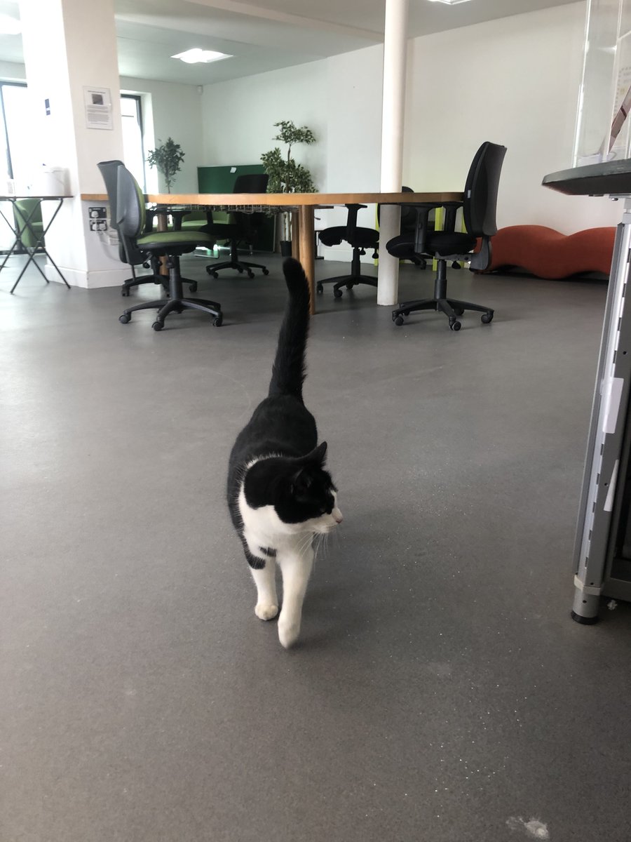 GoddersMartin's tweet photo. We had our first visitor to the @EMERGEinBath space today! He caused quite a stir...  seems he was only passing through on his way to his next adventure! In one door and out the other! #CatsOnTwitter #creativecat #EMERGEinBath #creativestudio #sionhill https://t.co/3VSftNeizL