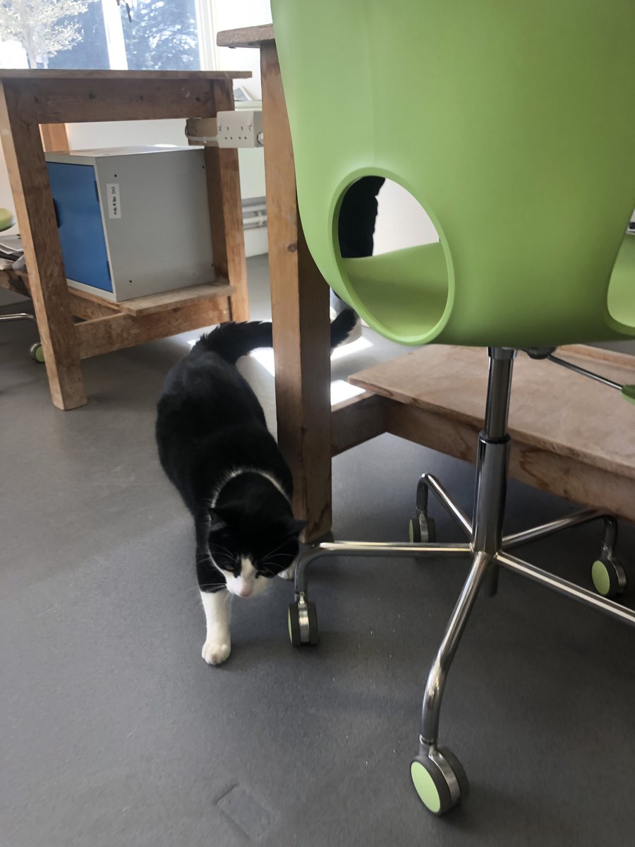 GoddersMartin's tweet photo. We had our first visitor to the @EMERGEinBath space today! He caused quite a stir...  seems he was only passing through on his way to his next adventure! In one door and out the other! #CatsOnTwitter #creativecat #EMERGEinBath #creativestudio #sionhill https://t.co/3VSftNeizL