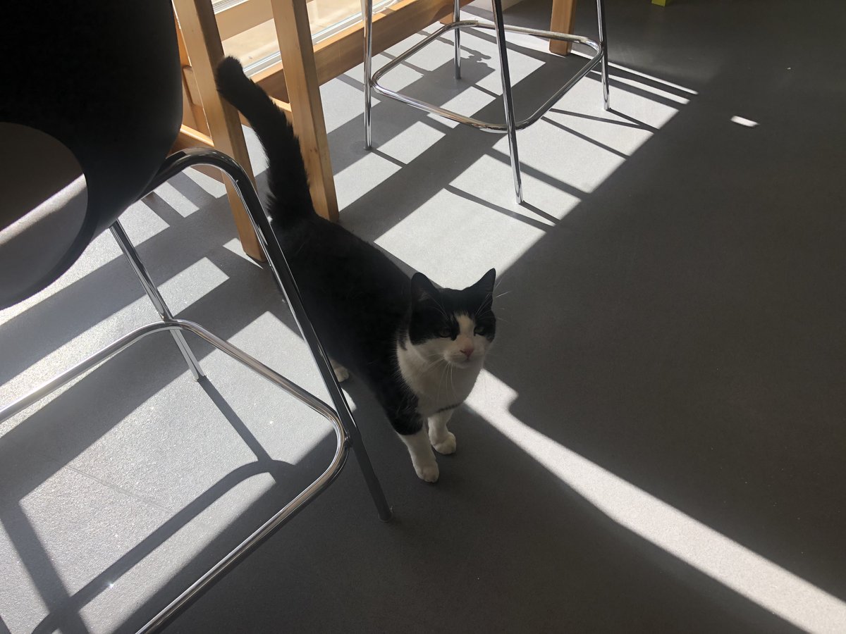 GoddersMartin's tweet photo. We had our first visitor to the @EMERGEinBath space today! He caused quite a stir...  seems he was only passing through on his way to his next adventure! In one door and out the other! #CatsOnTwitter #creativecat #EMERGEinBath #creativestudio #sionhill https://t.co/3VSftNeizL