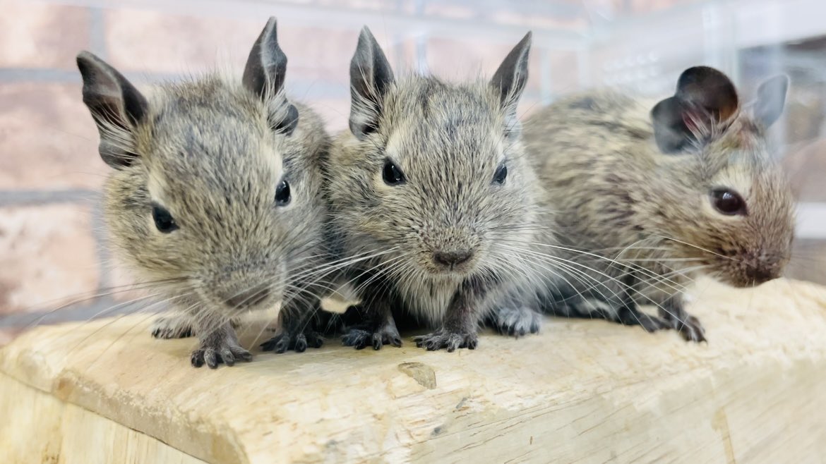 Rafちゃんねる 4 10 11浜レプ参加 على تويتر 昨日の動画の見どころ デグーのベビーわちゃわちゃ可愛い デグー大人賢い 子を踏み台にして飯を食う母 寝起きインパクト激しめのハム その他etc T Co T08uxzlzvd