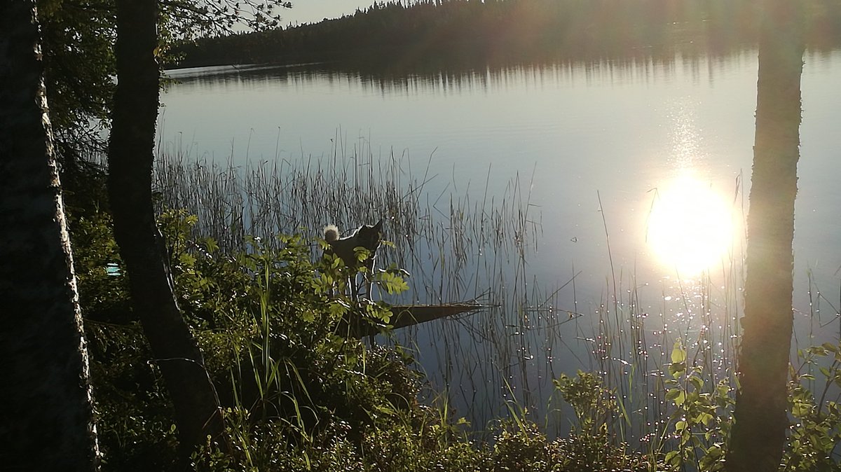 WWS_Haato_Photo's tweet photo. [Submissions via Google Form]
continent: Europe, Finland
My familys cottage lake in Kuusamo, Finland
***Please submit spot photos via twitter if able. 
***We need your tweet to make this project successful!
#HaatoWWTourGuide https://t.co/4iW0QQOtFH