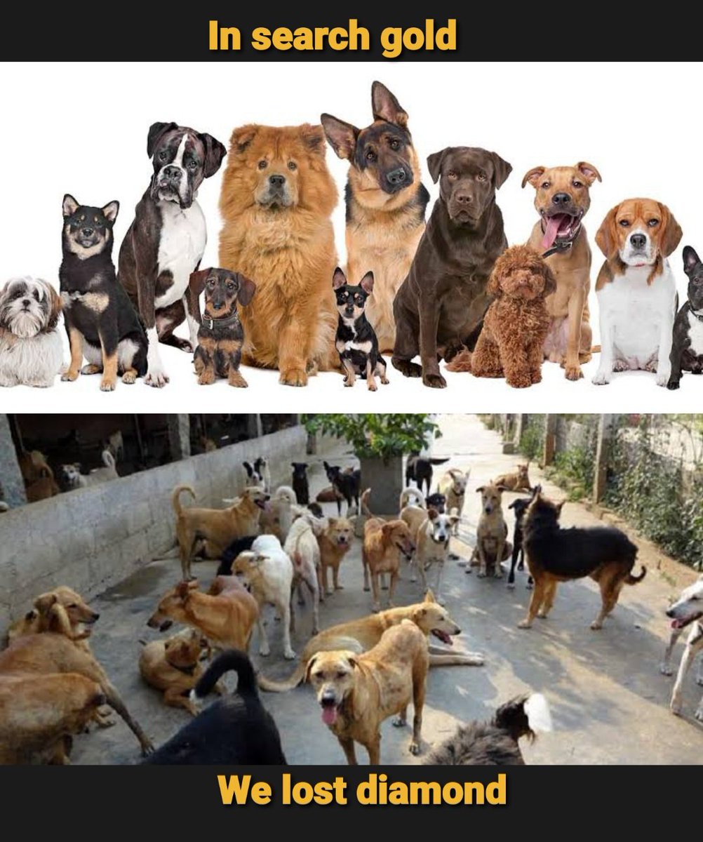 TheFindingNimo's tweet photo. #insearchofgold
#AdoptDontShop
( although All dogs are diamonds) https://t.co/eU1RqcegGF