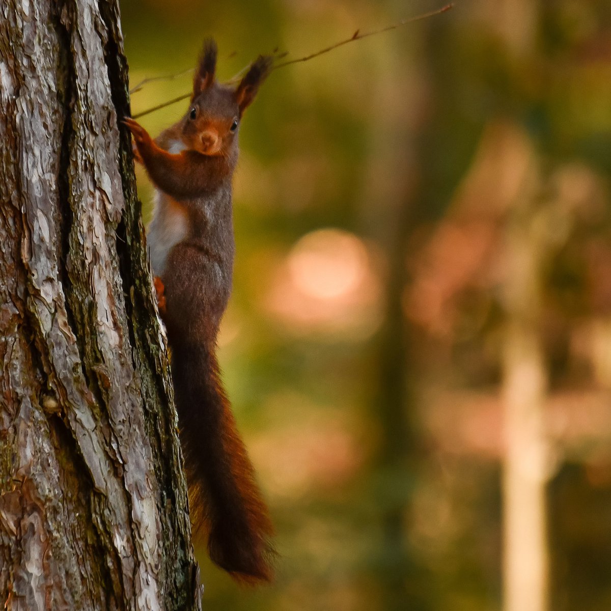 regfleur99's tweet photo. Je craque 😍 #ecureil #printemps #socute #wildlife #cantondujura https://t.co/8WY2gqajs7