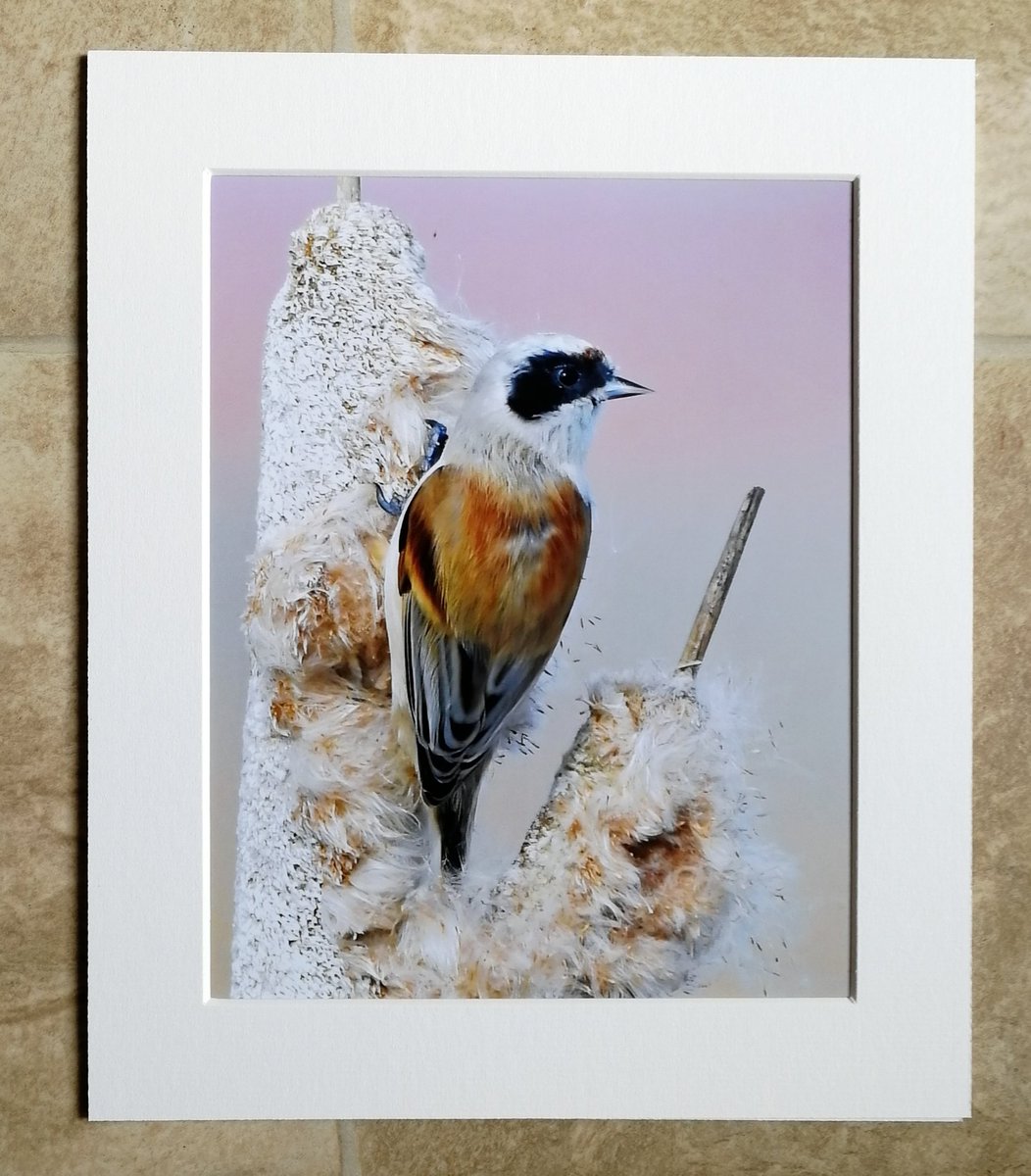 'Penduline Tit in the pink' 10x8 mounted print.  Only taken last week, and already available in my print collection.  You can buy it here; https://www.carlbovis.com/product-page/penduline-tit-in-the-pink-10x8-mounted-print 