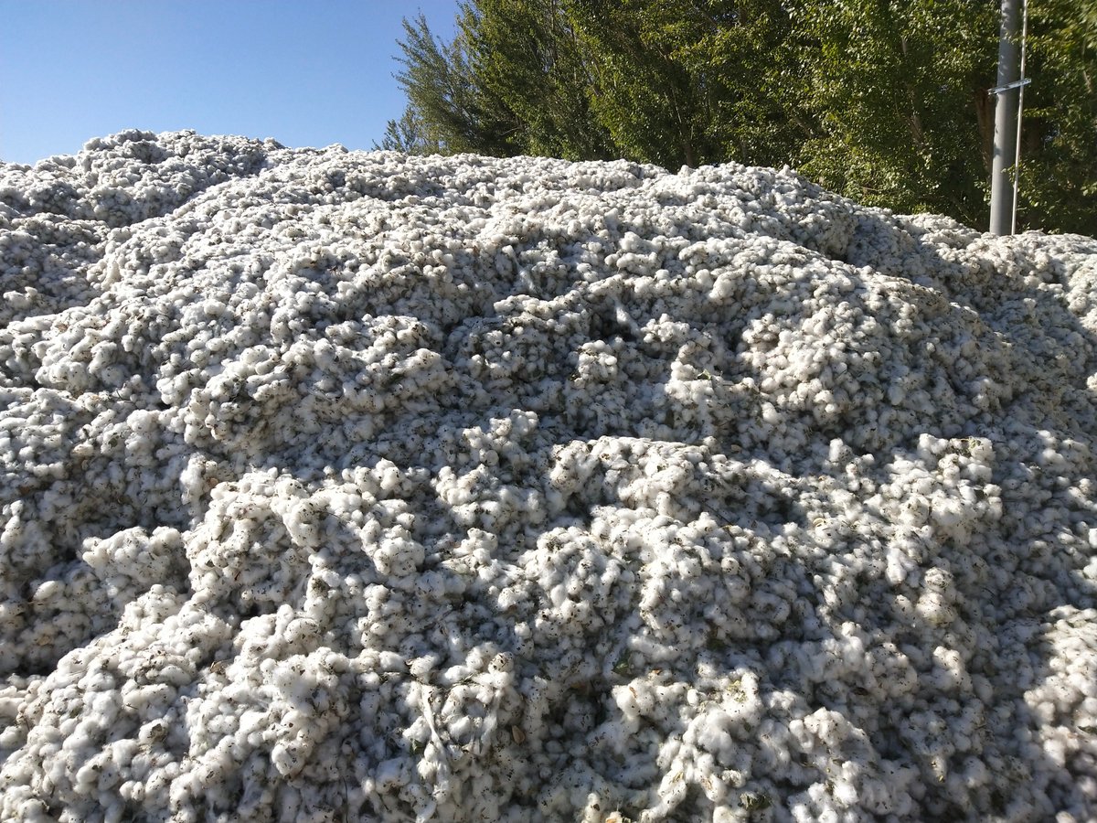 peijin_zhang's tweet photo. Had the Americans lived with slavery for too long that they want to associate everything with forced labor?! #Xinjiang cotton is best of the best https://t.co/5j3QqTIBza