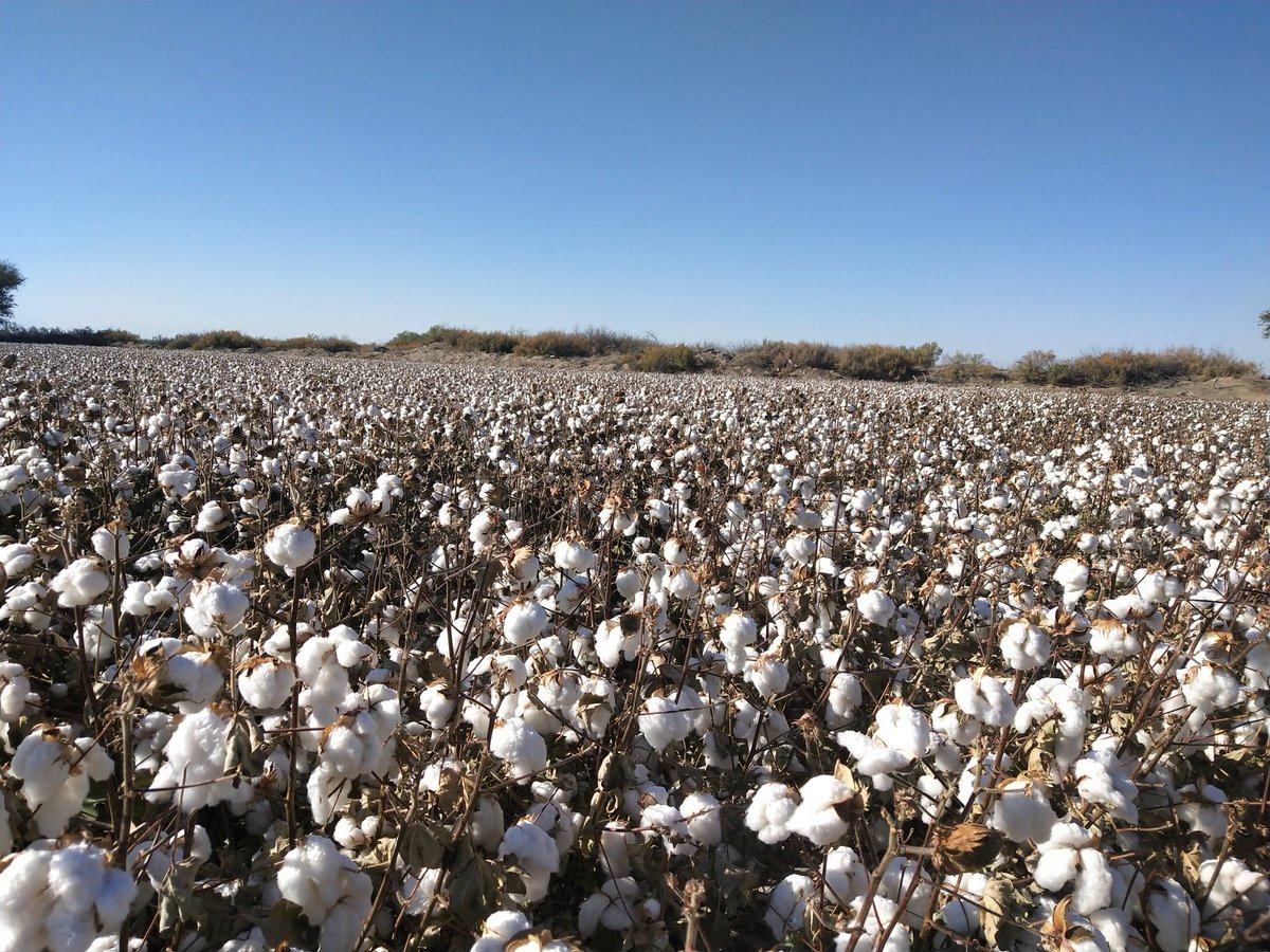 peijin_zhang's tweet photo. Had the Americans lived with slavery for too long that they want to associate everything with forced labor?! #Xinjiang cotton is best of the best https://t.co/5j3QqTIBza