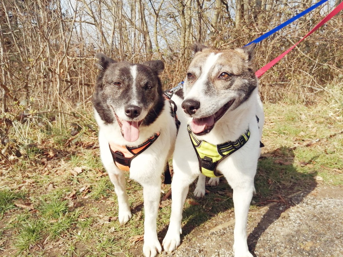 Layla Hendow tweet media