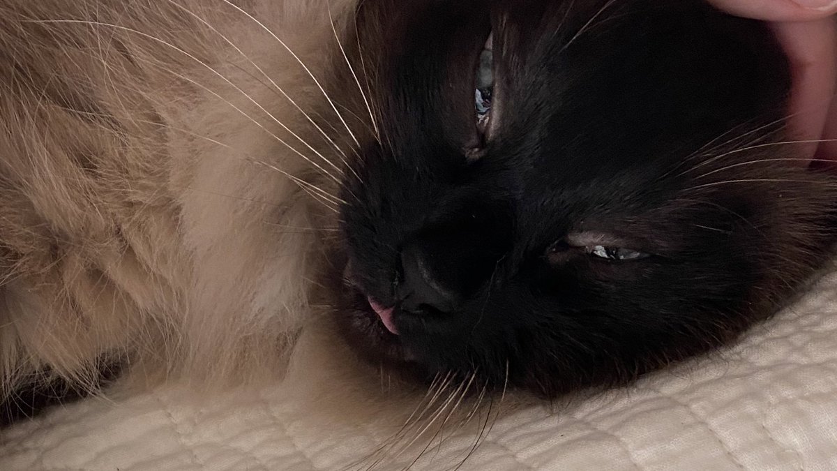 analpotty's tweet photo. Siamese are allowed to do this https://t.co/XbozROAHJb