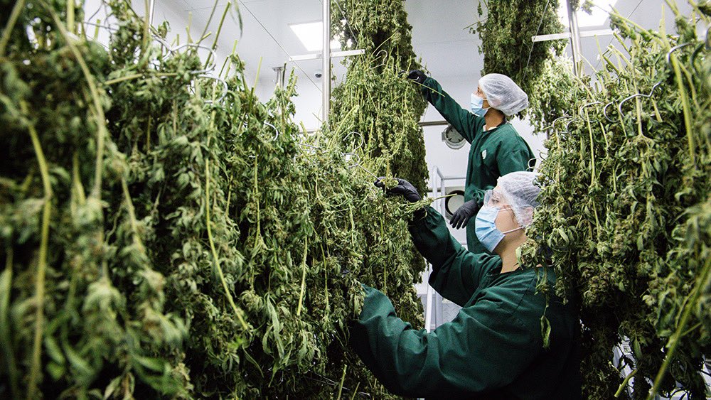 And here we are going through our third harvesting season. It’s important to note that the two prior harvests yielded low-cost, high-quality goods that have made it into several markets all over the world.
#MedicalCannabis #healthcare