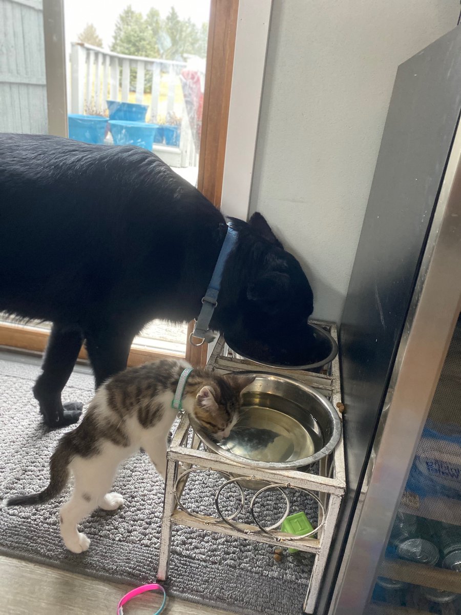sarahjcox0's tweet photo. Was it national dog day yesterday?!? We forgot because the littlest member of our family has totally taken over 🐈‍⬛ 😸 https://t.co/GrF5WXvfEO