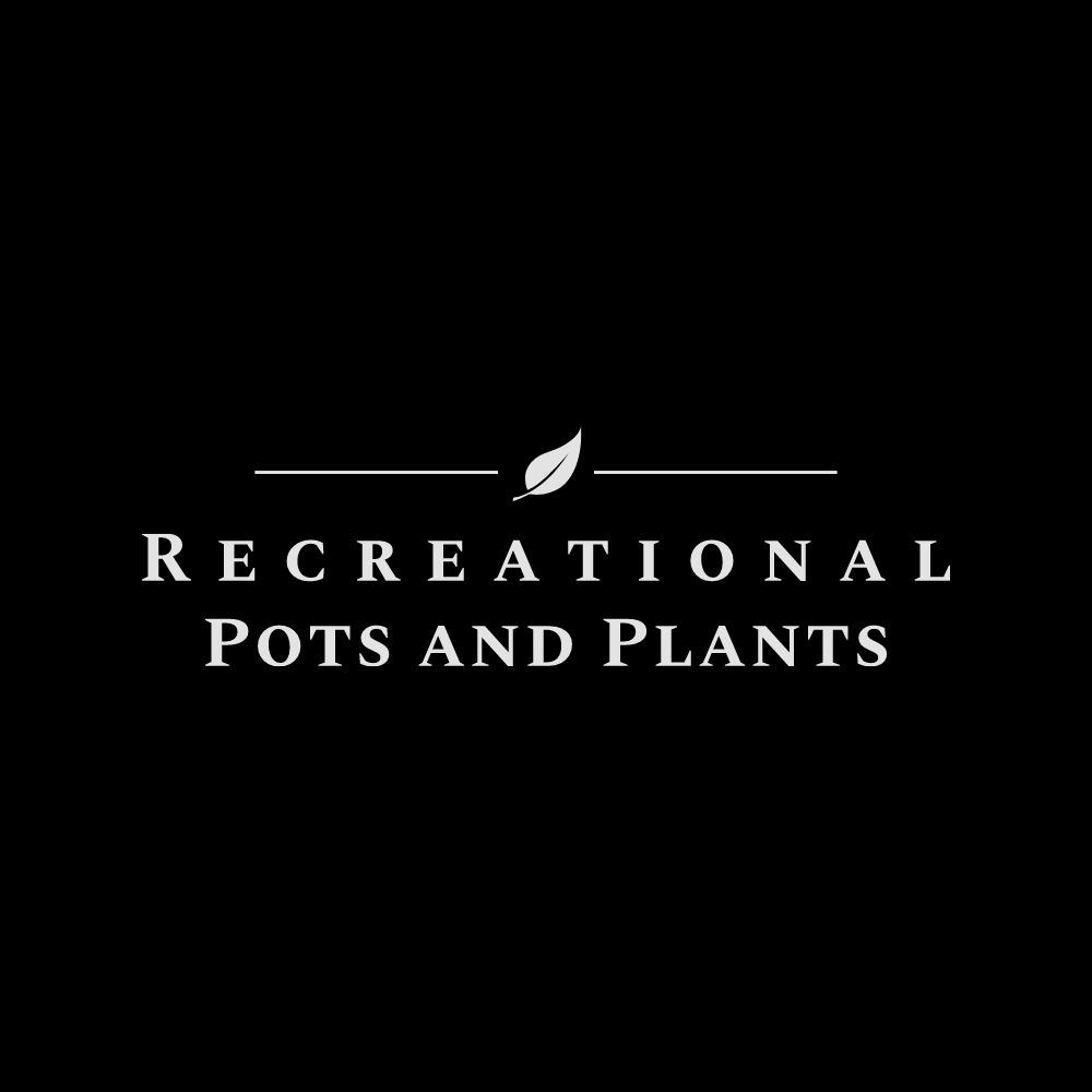 ClevelandPlants's tweet photo. Opening May 2021: Recreational Pots and Plants, a Cleveland #houseplant store in Ohio City. #Cleveland #houseplants #OhioCity #retailisback #pottedplants https://t.co/R62DI4EGIr