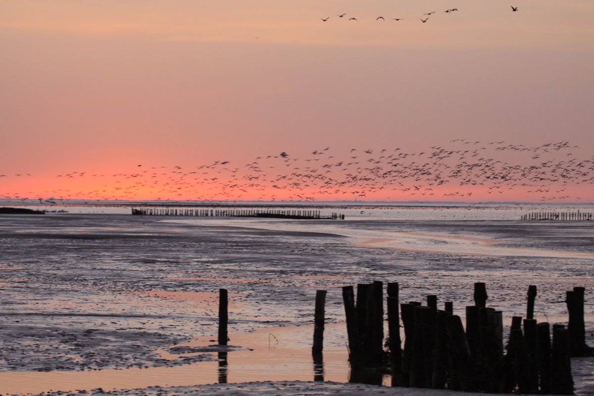 WNapBaukema's tweet photo. Nog een #weekje er tussenuit? #ameland @volgdenatuur https://t.co/QY5E2MBZid https://t.co/MySEAlYIy9