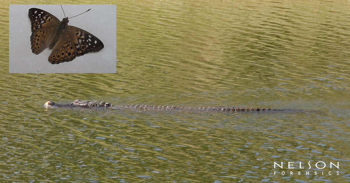 In the third installment of Nelson Zoo, our team members have recently spotted some captivating critters just in time for spring. Check them out below!