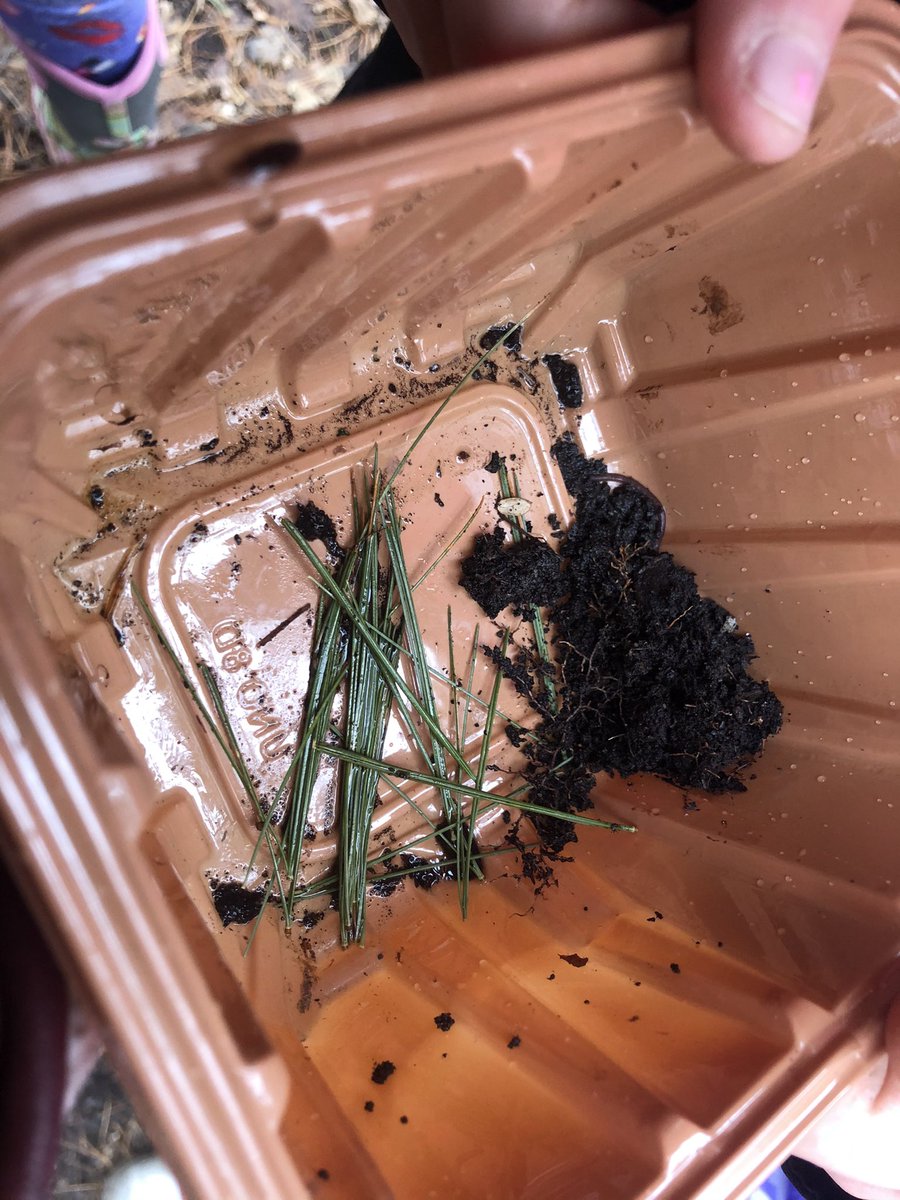 VanZeelandPower's tweet photo. New discoveries in forest school! https://t.co/cGb95IlHNw