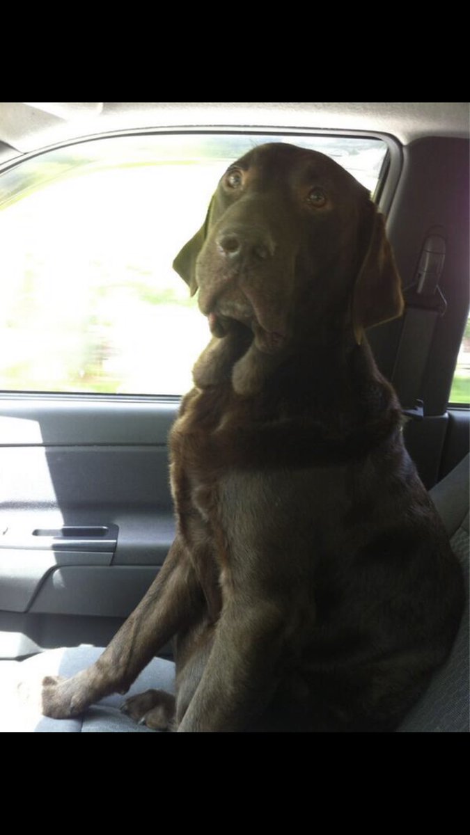 _BlakeBerger_'s tweet photo. We miss you Beau Beau!! #NationalPuppyDay2021 https://t.co/mOaLM5If4H