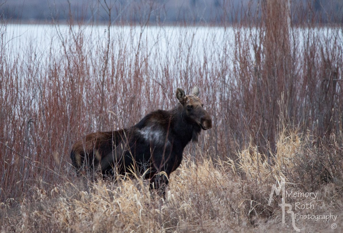 MemoryRoth's tweet photo. Last night was another heart racing, almost encounter of a moose. If you read my blog you will know what I am referring to. I got out of this guys way before he got too close, whew! https://t.co/1MhYElE2Pq #mooseencounter #moose #canadianwildlife #biglakeab #stalbert https://t.co/ZhCnHoqexh