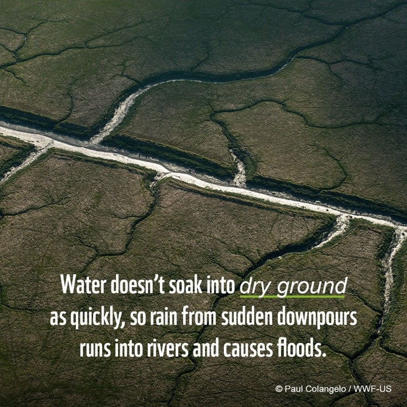 NIP's tweet photo. We need #ClimateAction now.

@WWF | 🐼 https://t.co/uQxQndtMsK
