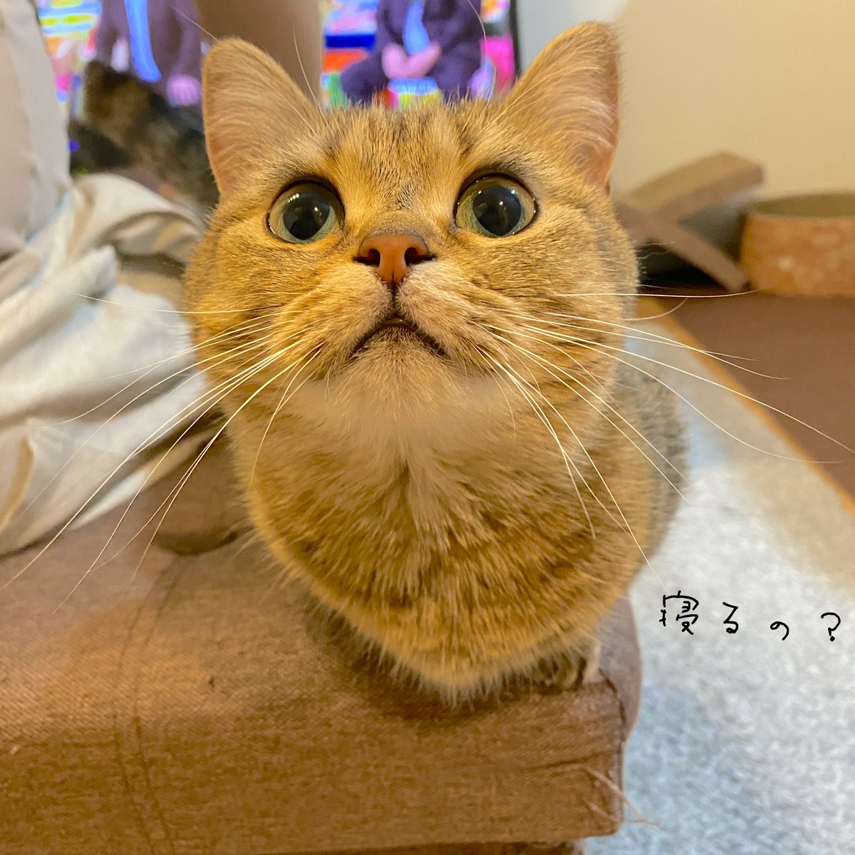 KinakoNeko_mxp's tweet photo. きなこの夜はまだ長いみたいです…笑 https://t.co/QKvKva6hw0