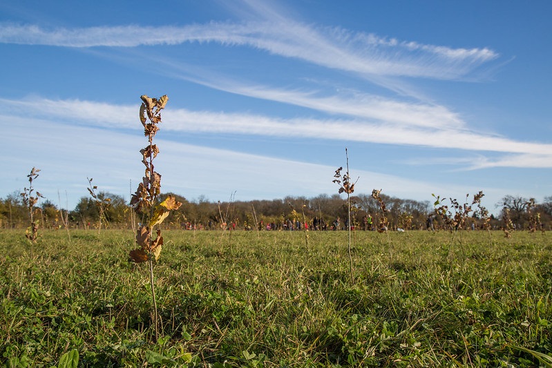 The @WoodlandTrust is funding <a href="/WokinghamBC/">Wokingham Borough Council</a> to plant 250,000 trees. The funding comes as a part of the Trust's campaign to plant 50 million trees across the UK by 2025, in a bid to tackle the ongoing climate crisis. bracknellnews.co.uk/news/19181548.…
