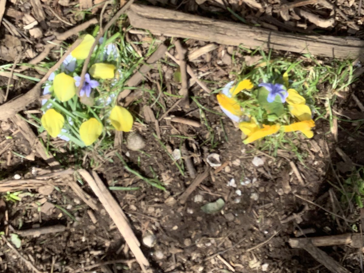 Hendrefoilan's tweet photo. Some made natural Easter egg designs, while others created boats #hdfpy5 https://t.co/NYA5jXNolo