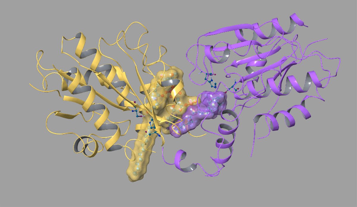 FEBS_Letters's tweet photo. Methyl arachidonyl fluorophosphonate inhibits #Mycobacterium #tuberculosis thioesterase TesA and globally affects vancomycin susceptibility
🖊Veronique Fontaine @ULBruxelles & colleagues
➡https://t.co/RFIrCepSm7
#WorldTBDay
#AntibioticResistance #antituberculosis https://t.co/7LGBfRpy7Z