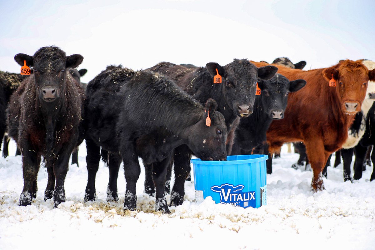 GetTheBlueTub's tweet photo. “I start high risk calves from all over the country that come in weighing 300-400 lbs, which brings a lot of health concerns. Once I added the Kickstart Weaning tub to our arrival protocol, I noticed the health benefits immediately. Pull rates have decreased over 70%!” https://t.co/bTFGHsBgyO