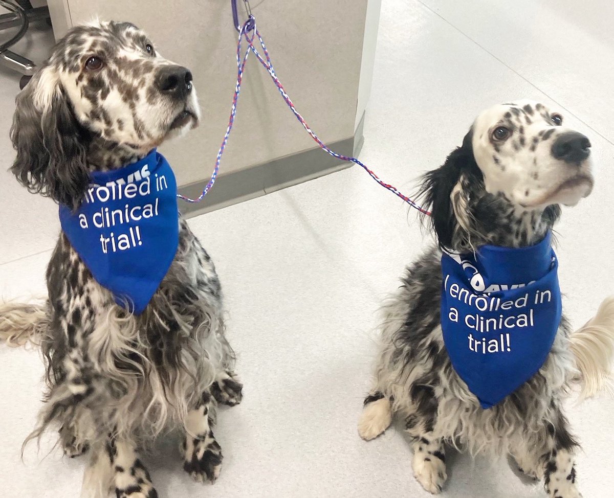 UCDavisVCCT's tweet photo. Your pet will be the talk of the town while sporting one of the VCCT's "I enrolled in a clinical trial" bandanas! As participants in our VAACS clinical trial, Crystal and Smokey here are making all the neighborhood pets jealous as they wear their bandanas with pride! https://t.co/8vpZAtz7Jh