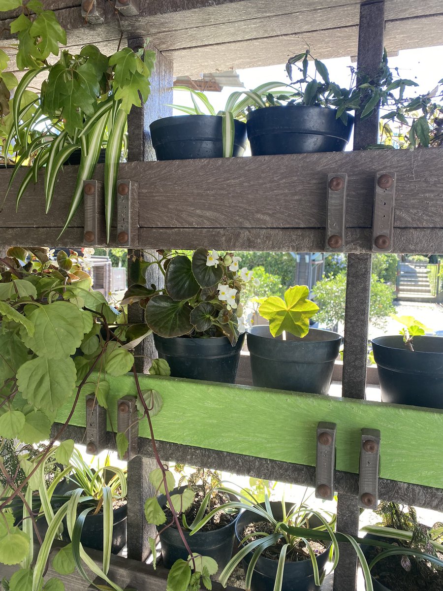 Vine a <a href="/PacifilBag/">PacifilBag</a> a buscar las bolsas para zanahoria. Ellos están a la vanguardia siempre buscando nuevas formas para reciclar. Miren que lindo esté macetero pared hecho de plástico reciclado con basura interna de la empresa. 

Quien quiere uno? 

Les pedimos un sorteo? Rt SI je